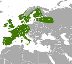 european_hedgehog_area2.png