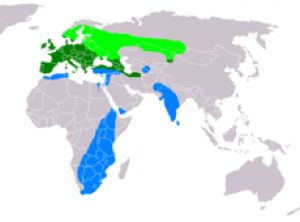 230px-buteo_buteo_distribution_map.png